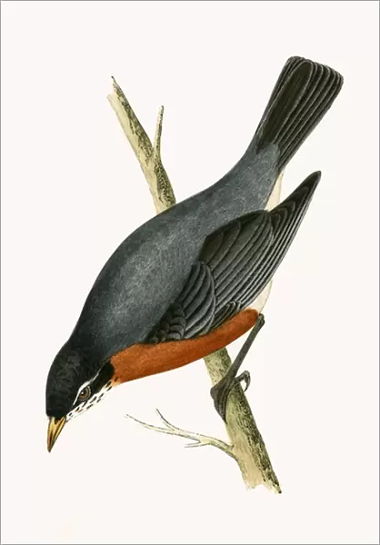 Red Breasted Thrush, illustration from A History of the Birds of Europe Not Observed in the British Isles by Charles Robert Bree (1811-86), published 1867 (colour litho)