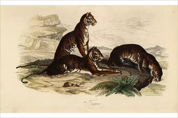 Tiger, Panthera tigris