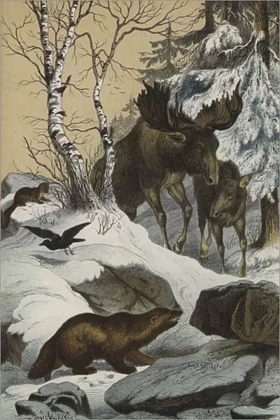 Animals and plants of Lapland (colour litho)