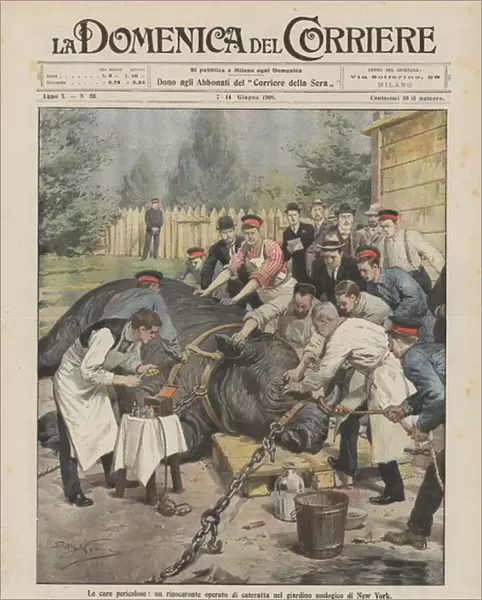 Dangerous cures, a rhinoceros operated by a cataract in the New York Zoo (colour litho)