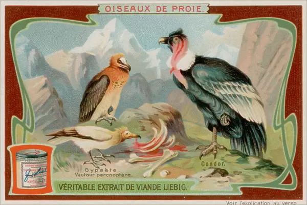 Vulture and Condor (chromolitho)