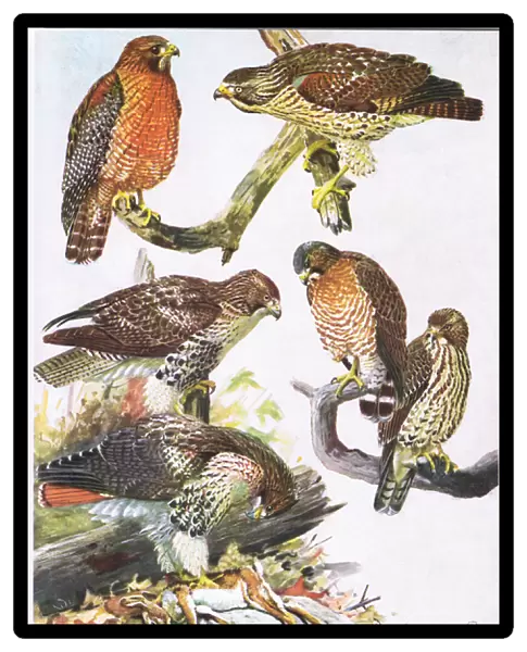 Northern Red Shouldered Hawk, Eastern Red Tailed Hawk, Broad Winged Hawk (colour litho)