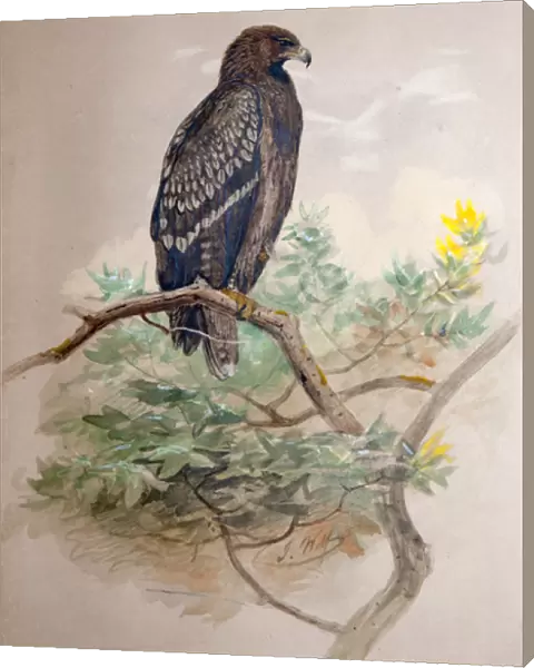 Spotted Eagle (Aquila clanga), 1856-67 (w  /  c on paper)