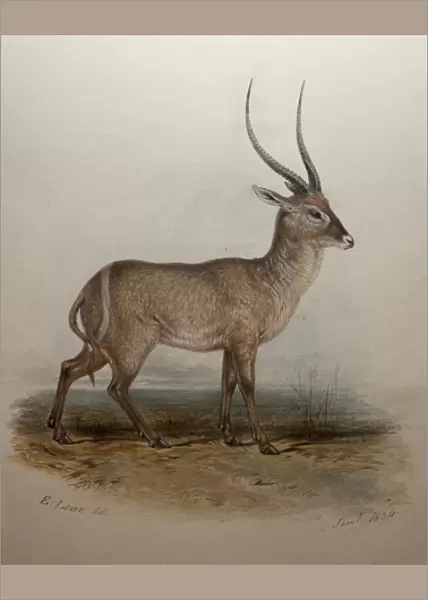 Bohor Reedbuck, 1834 (w  /  c on paper)