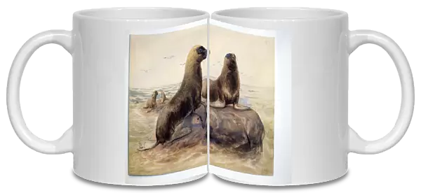 Pantagonian Sea Lions, c. 1865 (w  /  c on paper)