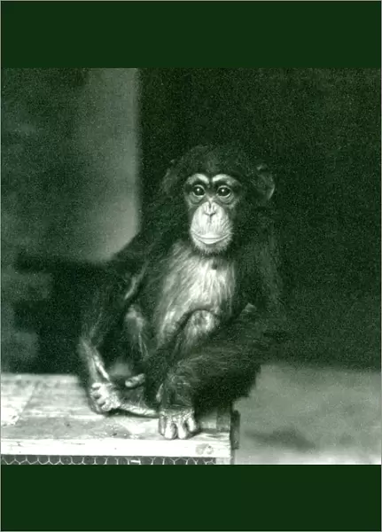A young Chimpanzee sitting on a wooden crate at London Zoo in 1924 (b  /  w photo)