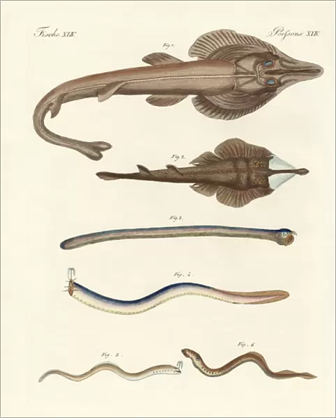 Strange cartilageous fish (coloured engraving)