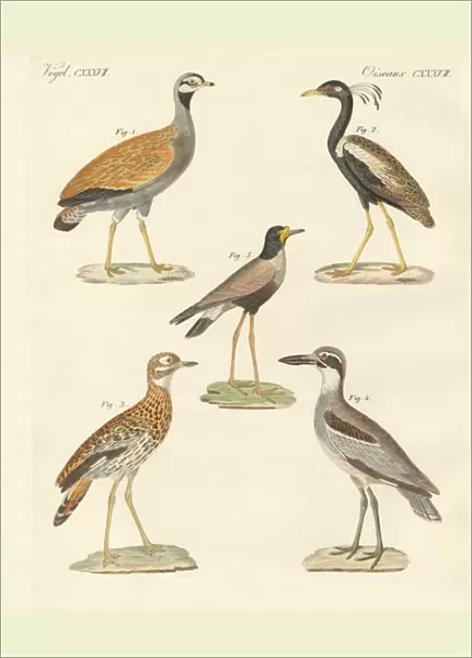 New ratite birds (coloured engraving)