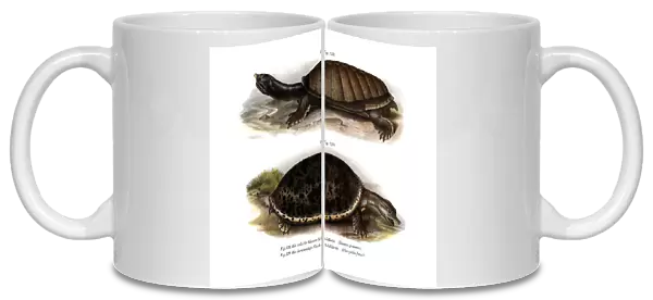 Indian Flap-shelled Turtle (colour litho)