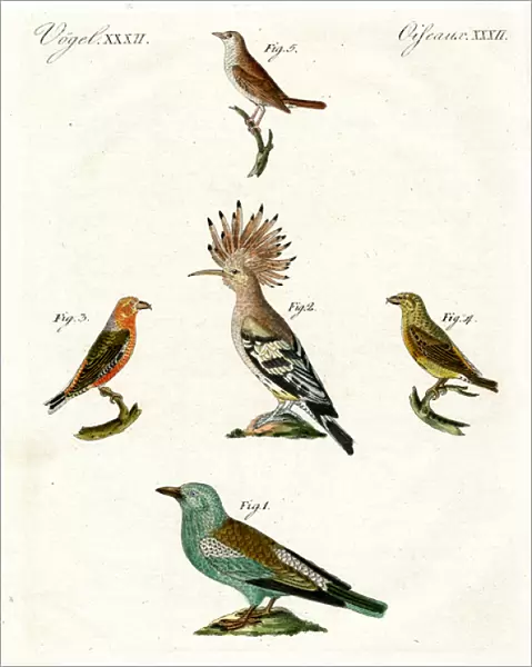 Strange domestic birds (coloured engraving)