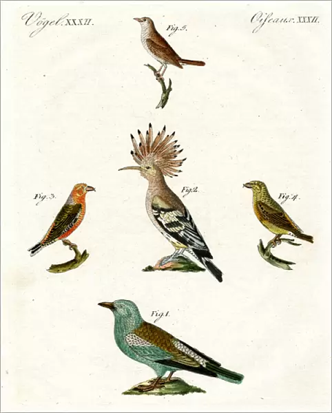 Strange domestic birds (coloured engraving)