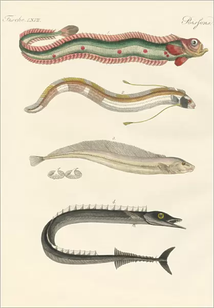 Strange fish (coloured engraving)