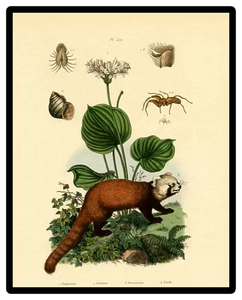 Palp-footed Spider, 1833-39 (coloured engraving)