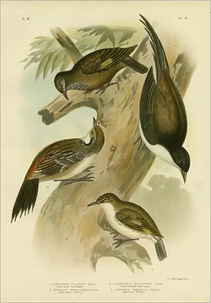 Black-Tailed Treecreeper, 1891 (colour litho)