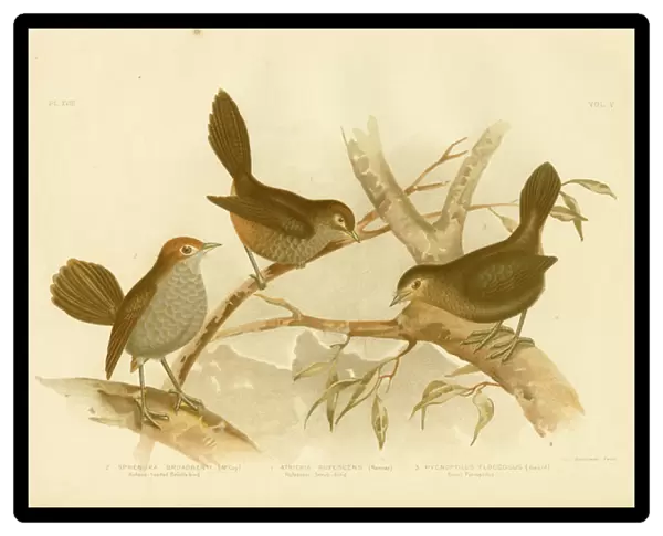 Rufescent Scrub-Bird, 1891 (colour litho)