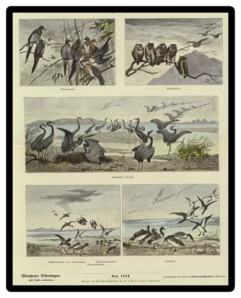 Migration of Animals (coloured engraving)