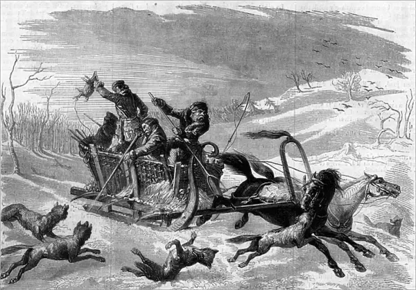 Wolf hunting in Russia, 1859. Hunters use a pig as bait