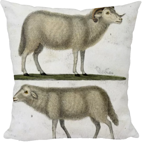 Aries and sheep
