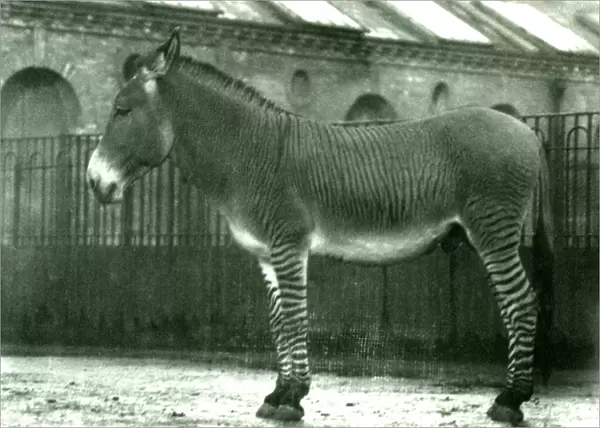 A Hybrid Zebra in its enclosure at London Zoo, 1924 (b  /  w photo)