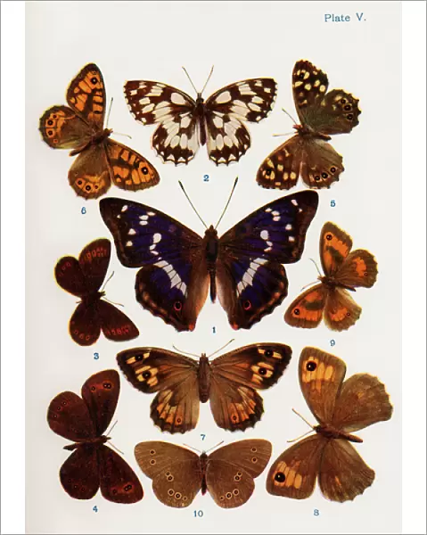 Different types of butterflies illustration from the book Butterflies