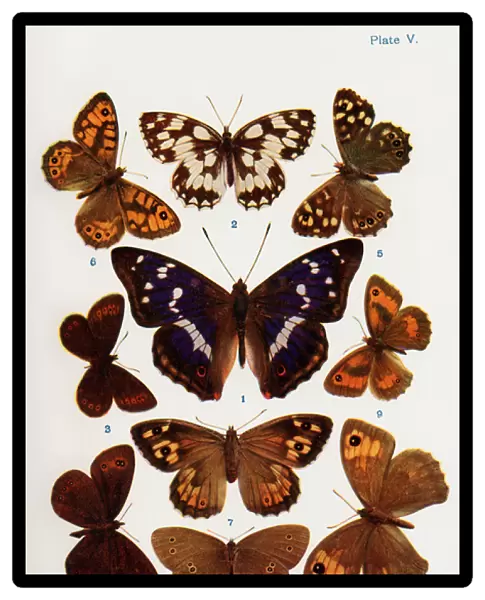 Different types of butterflies illustration from the book Butterflies