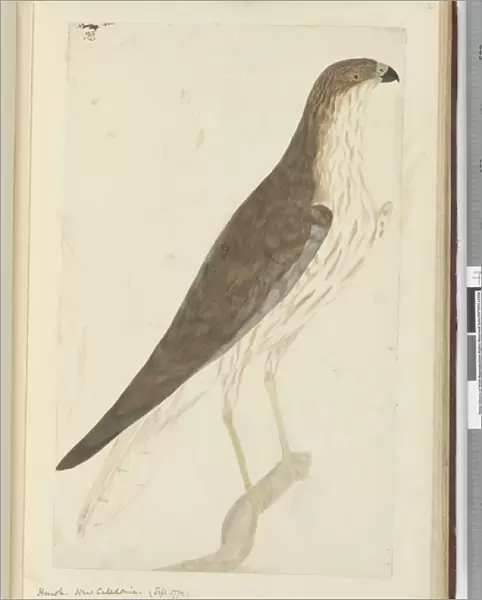 F. 32 Hawk. New Caledonia. (Sept. 1774), 1772-75 (w  /  c)