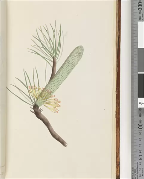 Page 33. Plant, Banksia spinulosa (Watling, 423  /  358)  /  aHairpin Banksia (w  /  c)