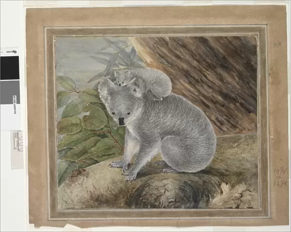Koala and young, 1803, (w  /  c & gouache)