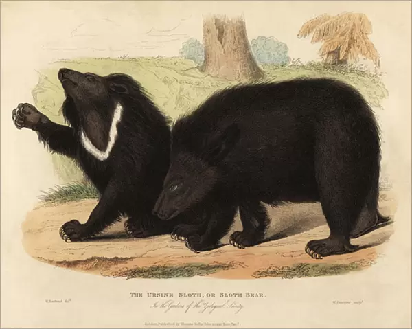Sloth bear, Melursus ursinus. Vulnerable