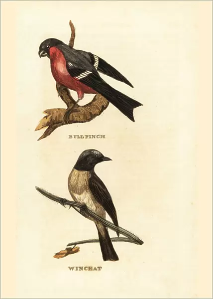 Eurasian bullfinch, Pyrrhula pyrrhula, and whinchat, Saxicola rubetra