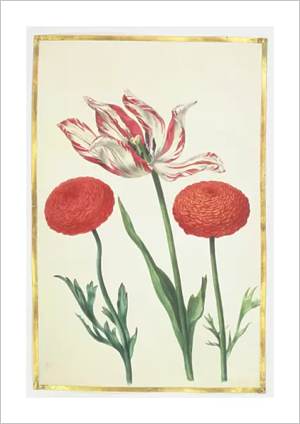 Tulip and Dahlias, c. 1675 (gouache on vellum)