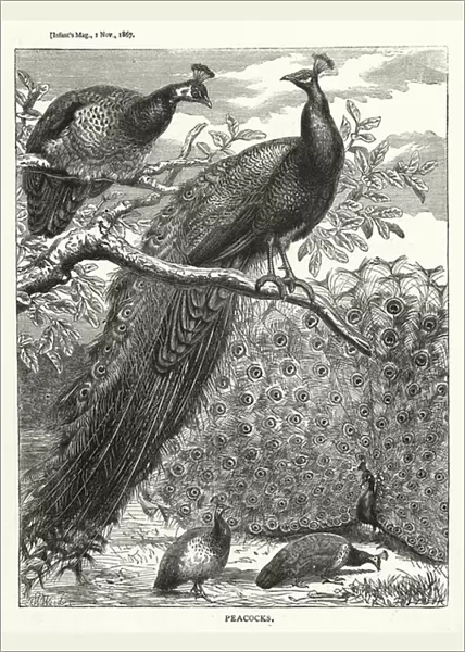 Peacocks (engraving)