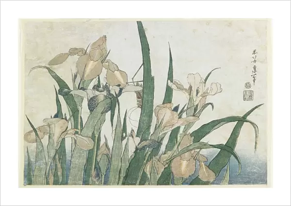 Iris Flowers and Grasshopper, c. 1830-31 (colour woodblock print)