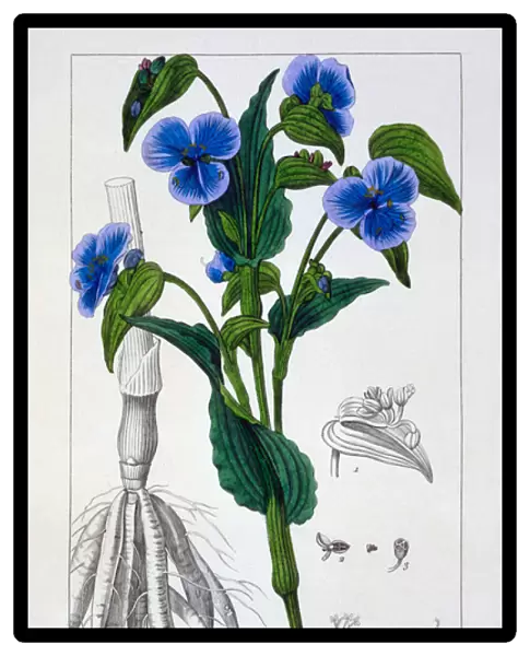 Commelina tuberosa, 1836 (hand-coloured engraving)