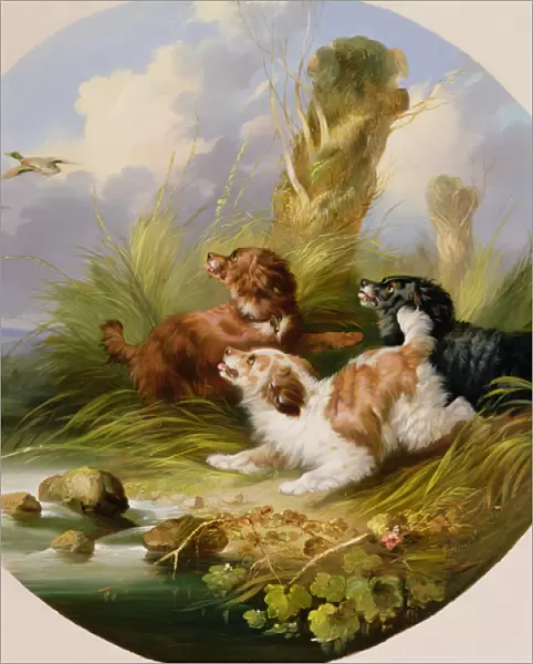 Three Spaniels Flushing Mallard (oil on canvas)