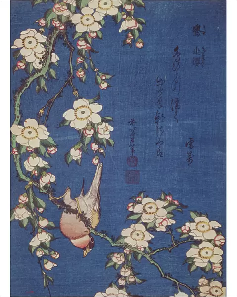 Bullfinch and weeping cherry-tree, pub. c. 1834 (colour woodblock print)