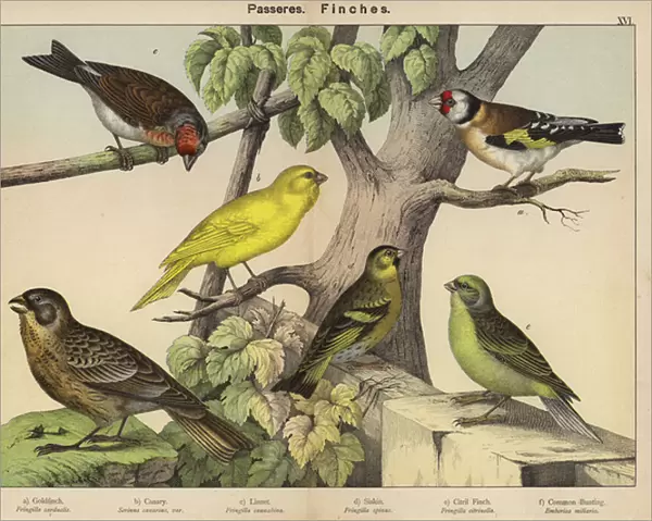 Passeres, Finches (colour litho)
