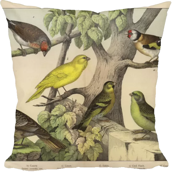 Passeres, Finches (colour litho)