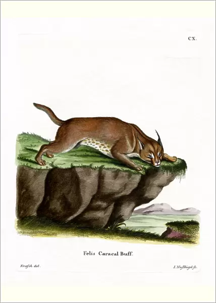Caracal (coloured engraving)