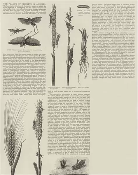 The Plague of Crickets in Algeria (engraving)