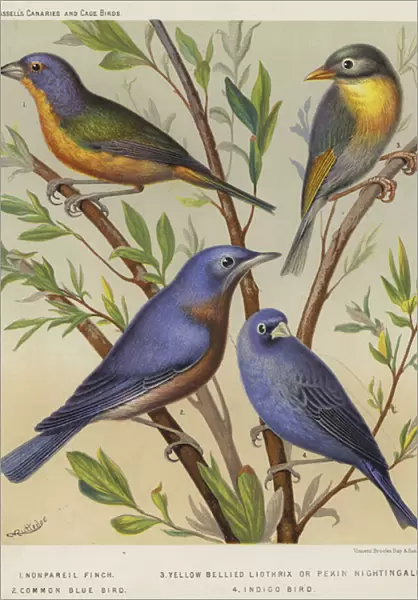 Nonpareil Finch, Yellow Bellied Liothrix or Pekin Nightingale, Common Blue Bird, Indigo Bird (colour litho)
