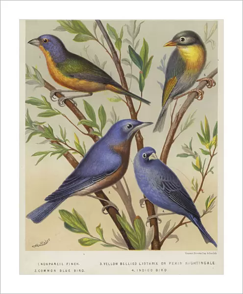 Nonpareil Finch, Yellow Bellied Liothrix or Pekin Nightingale, Common Blue Bird, Indigo Bird (colour litho)