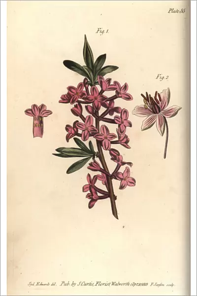 Mezereon, Daphne mezereum, Octandria, 1, and flowering rush, Butomus umbellatus, Enneandria, 2. Handcoloured copperplate engraving by F. Sansom of a botanical illustration by Sydenham Edwards for William Curtis Lectures on Botany