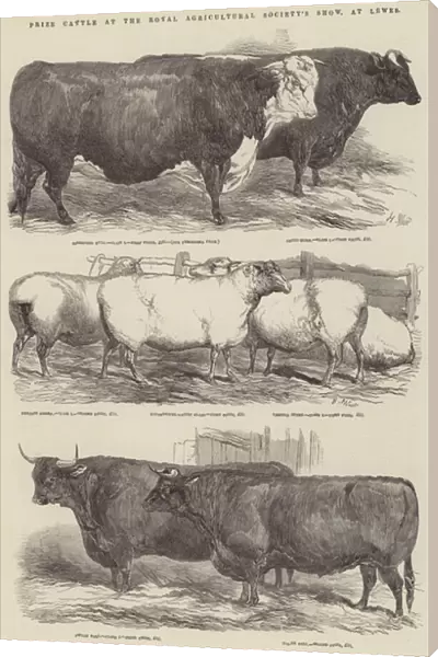 Prize Cattle at the Royal Agricultural Societys Show, at Lewes (engraving)