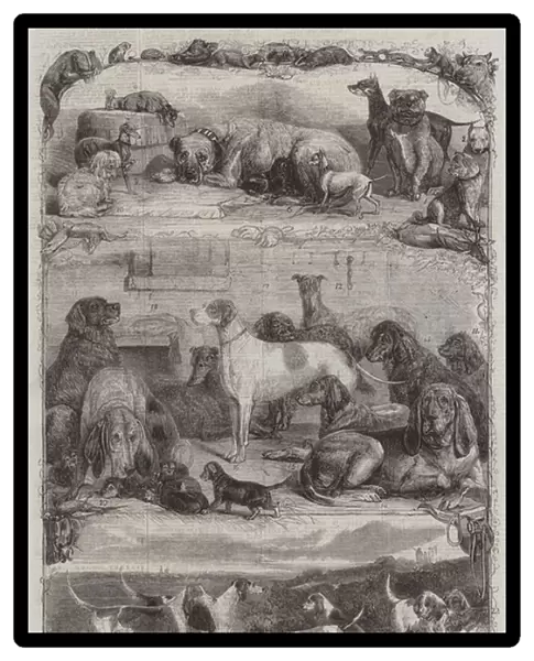 The Exhibition of Sporting and other Dogs at the Horse Repository, Holborn, Prize Animals (engraving)