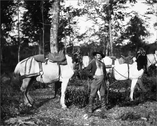 Bucheron with his horses, in the vicinity of Bourmont in Haute-Marne (Haute Marne)
