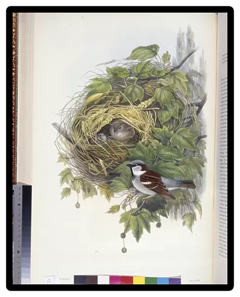 House Sparrow (Passer domesticus) (hand-coloured litho)