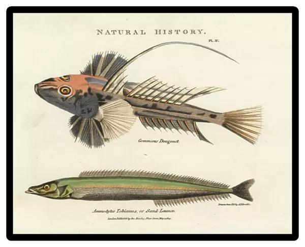 Dragonnet lyre and lancon equille - Common dragonet, Callionymus lyra, and lesser sand eel or sand lance, Ammodytes tobianus. Handcoloured copperplate engraving after Sydenham Edwards from John Mason Goods Pantologia, a New Encyclopedia, G