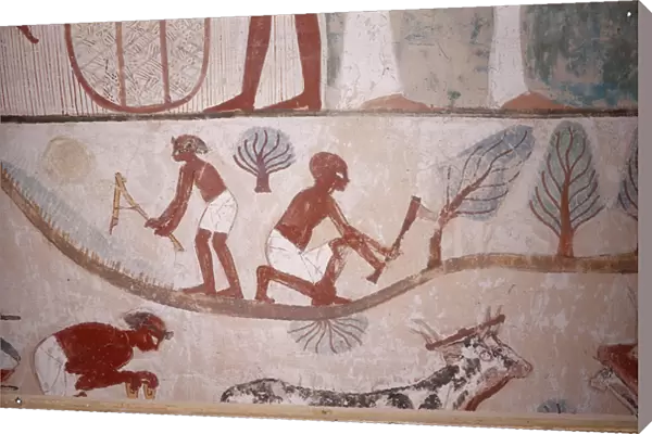 Scene of agriculture (mowing and cutting wood), from the Tomb of Scribe Menna, Egypt