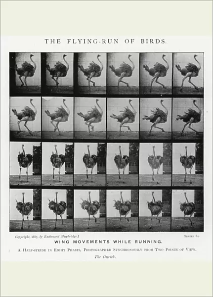 Eadweard Muybridge: The Flying-Run of Birds (b  /  w photo)